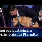 Bolsonaro sanciona lei que amplia pena para maus-tratos a cães e gatos